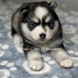 Jethro - Black and white male Pomsky puppy in Rossville, Georgia from Scenic City Pomskies