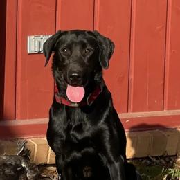 Mercy - Labrador Retriever
