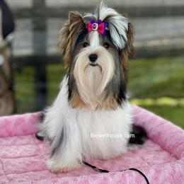 Biewer Terriers from My Beautiful Tribe