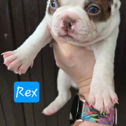 Rex - Red male Boston Terrier puppy in Omaha, Illinois from Puppi Guppies