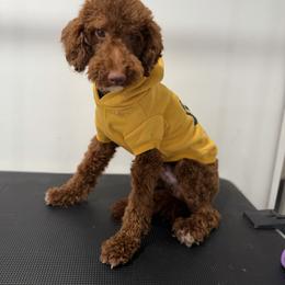Valentino - Red  male Poodle puppy in Southampton, New Jersey from Lavishly Loved Pets LLC