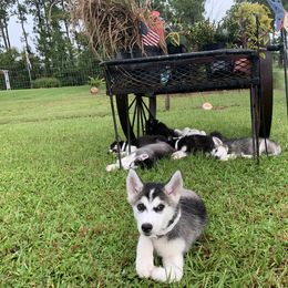 Siberian Husky Puppies from Hargaden Huskies