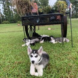 Siberian Husky Puppies from Hargaden Huskies