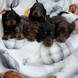 Dachshund Puppies from Golden Creek Farm