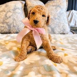 Sadie - Apricot female Goldendoodle puppy in Sanford, Florida from Florida Coast Golden Doodles