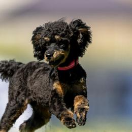 Poodles from Chantael’s Enchanted Miniatures