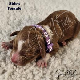 Shira - Red  female Goldendoodle puppy in Peyton, Colorado from Grace N Faith Doodles