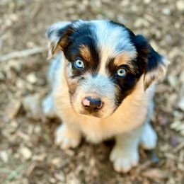 Boy 2  Blue Merle - Blue merle male Australian Shepherd puppy in St. Paul, Oregon from Raybell Ridge Farm