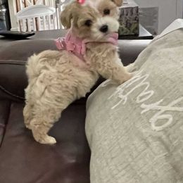 Goldendoodle, Maltipoo, and Yorkipoo Puppies from Doodle Pups Fur-Ever