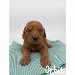 Orbit - Red  male Goldendoodle puppy in Smithfield, Kentucky from KBK9 Kennels