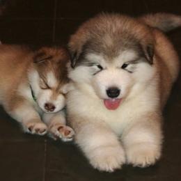 Alaskan Malamute Puppies from Snowlion Alaskan Malamutes