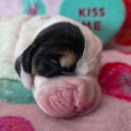 Puppy 3 - Black white and brown female Basset Hound puppy in Denison, Texas from Emma Lou's Baby Bassets