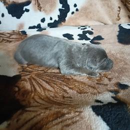 Girl 1 - Blue female German Shepherd puppy in Cochise, Arizona from Freiheit Von Himmel  Shepherds