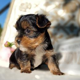 Bella - Black and gold female Yorkshire Terrier puppy in Dickson, Tennessee from Rowan's Rascals
