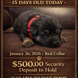 German Shepherd Puppies from Brooks High Quality Breeders