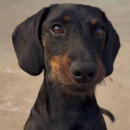 Whiskey - Black and tan female Dachshund puppy in Pulaski, Tennessee from Billboard Doxies