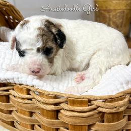 Snow White - Red merle female Aussiedoodle puppy in Grove, Oklahoma from Guinn Family Farms