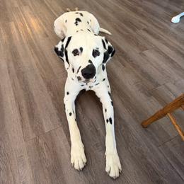 Rooster - White and black male Dalmatian puppy in Williamsburg, Ohio from Dewey’s Dals