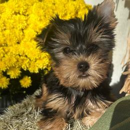 Casper - Black and tan male Yorkshire Terrier puppy in South Coffeyville, Oklahoma from Nicki's Yorkies