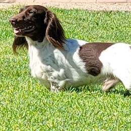 Willie - Dachshund