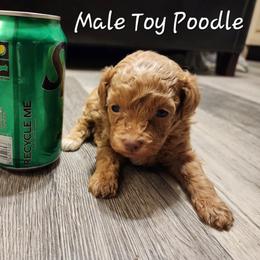 Poodle Puppies from Wendy's Poodles