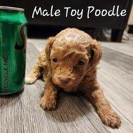 Poodle Puppies from Wendy's Poodles