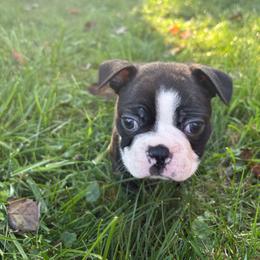Bert - Black brindle and white male Boston Terrier puppy in Yale, Michigan from Smith Sister Kennels