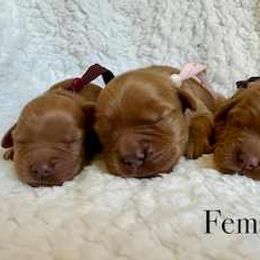 One Open Female Spot - Dark golden female Golden Retriever puppy in La Verne, California from 4LoveofGoldens