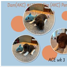 Poodle Puppies from Joy Of Parti Poodles