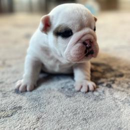 Allie - Fawn and white female Bulldog puppy in Mountain Home, Idaho from Magic City Kennel