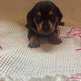 Lucy - Black and tan female Dachshund puppy in Colonial Heights, Virginia from Mimi’s Doxies