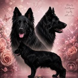 Chica - German Shepherd