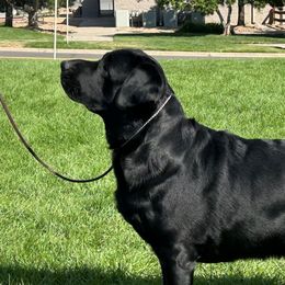 Labrador Retrievers from Blackjack