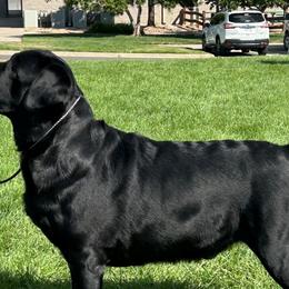 Labrador Retrievers from Blackjack