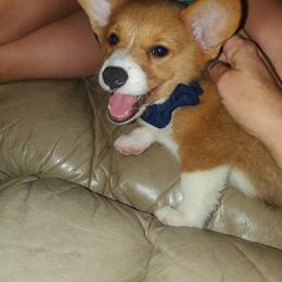 Pembroke Welsh Corgi Puppies from Tiny Titans K9