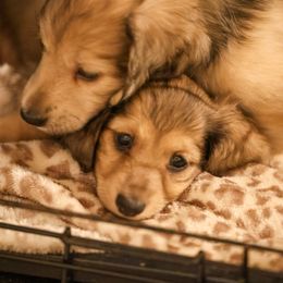 Dachshund Puppies from Ashley Kate’s Doxies