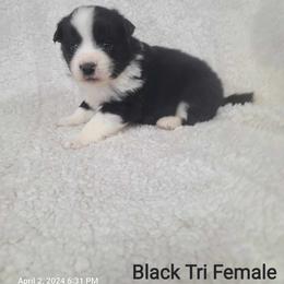 American Eskimo Dog, Companion Cross, and Miniature Australian Shepherd Puppies from Rodeo Ranch Aussies and Aussie Mo's