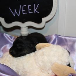 Girl 2 - female Australian Koolie puppy in Sioux Falls, South Dakota from Tenacious Koolies
