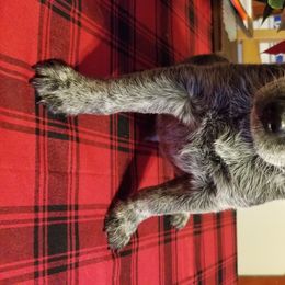 Australian Cattle Dog Puppies from Piney River Cattle Dogs