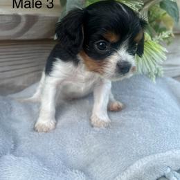 Male 3 - Tri-color male Cavalier King Charles Spaniel puppy in Greensburg, Kentucky from Kentucky Cavalier King Charles Spaniels