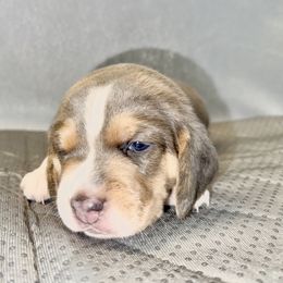 Beagle Puppies from Hound Kings