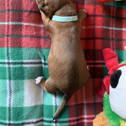 Dachshund Puppies from Cajun Low Riderz