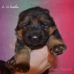 Pink Collar - Black and red female German Shepherd puppy in Orlando, Florida from AceHaven Canines