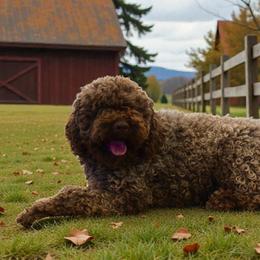 Xena - Lagotto Romagnolo