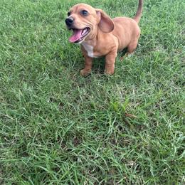 Joey - Red male Dachshund puppy in West Cleo, Oklahoma from 4L Doxies