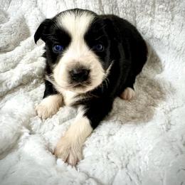Black female - Black & white female Miniature Australian Shepherd puppy in Lemon Cove, California from Magic Ranch Mini Aussies