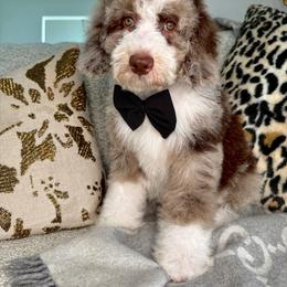 Red - Chocolate merle male Bernedoodle puppy in Curtice, Ohio from The Pink Doghouse
