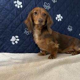 Bourbon - Dachshund