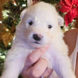 Green - White male Samoyed puppy in San Antonio, Texas from Hill Country Samoyeds