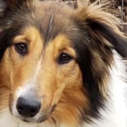 Rosie - Old Time Scotch Collie